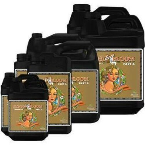 Sensi Coco Bloom A&B