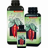 chilli focus