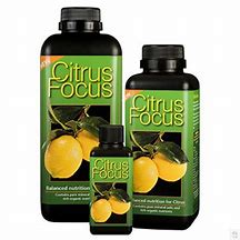Citrus focus