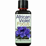 African Violet Focus