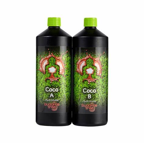 Buddhas Tree - Coco A&B