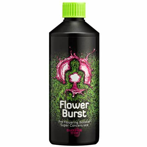 Buddhas Tree - Flower Burst