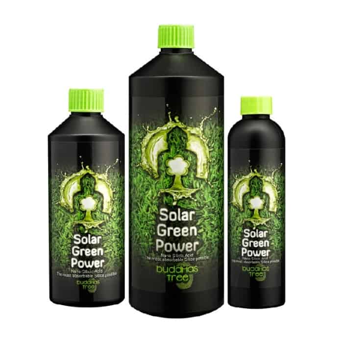 Buddhas Tree - Solar Green Power