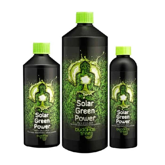 Buddhas Tree - Solar Green Power