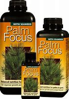 Palm Focus