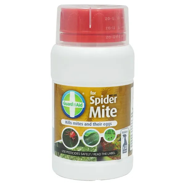 Spider Mite