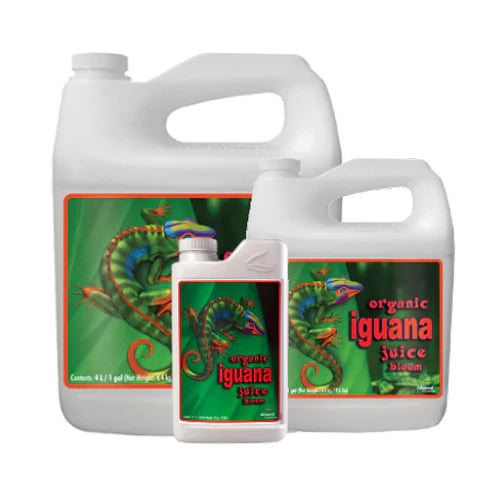 Iguana Juice Bloom
