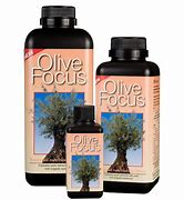 olive focus