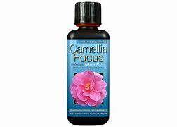 camellia focus