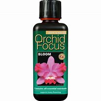 Orchid focus bloom
