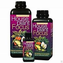 Houseplant focus